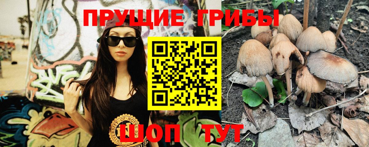 Галлюциногенные грибы Psilocybe Кузнецк